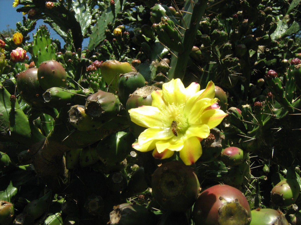 Opuntia monacantha Haw.